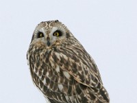 IMG 2168c  Short-eared Owl (Asio flammeus)